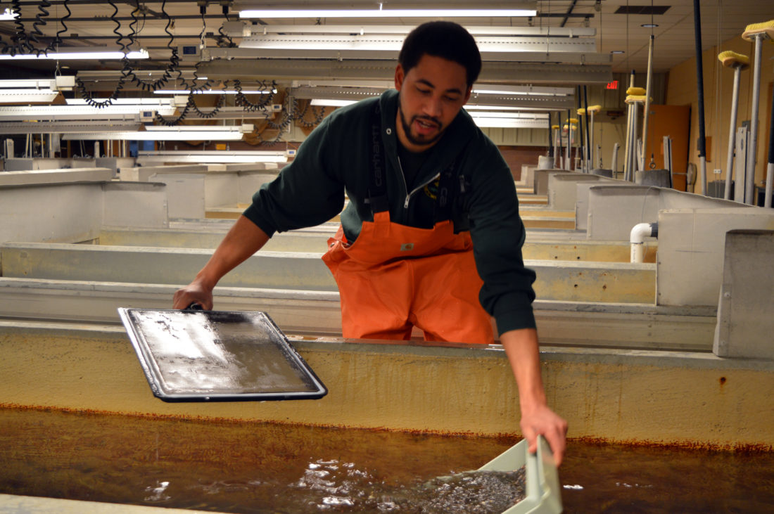 Hatchery plans multimilliondollar project News, Sports